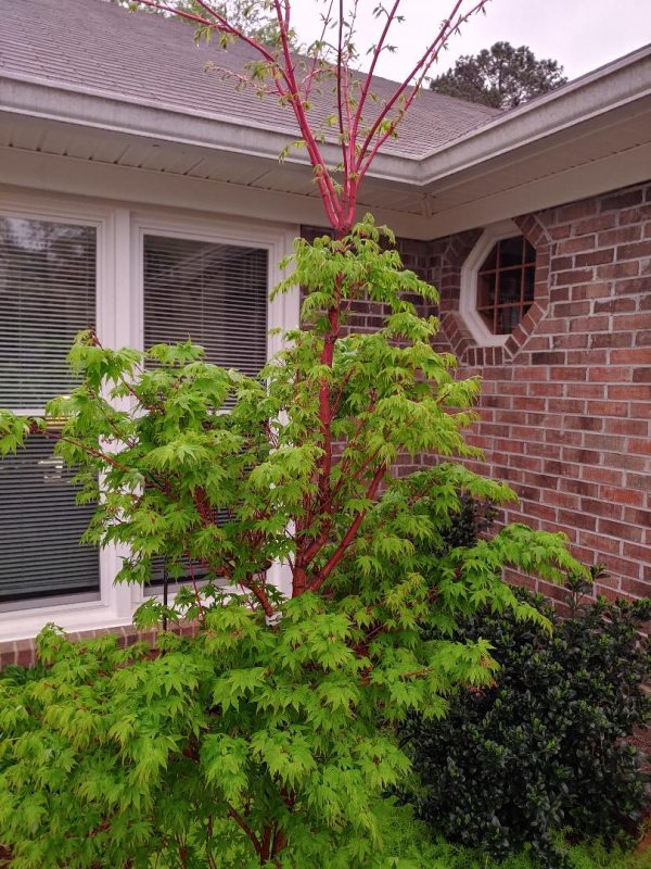 Pruning top out of coral bark maple | Walter Reeves: The Georgia Gardener