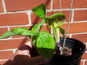 4w23iFNGyUKA | Walter Reeves: The Georgia Gardener