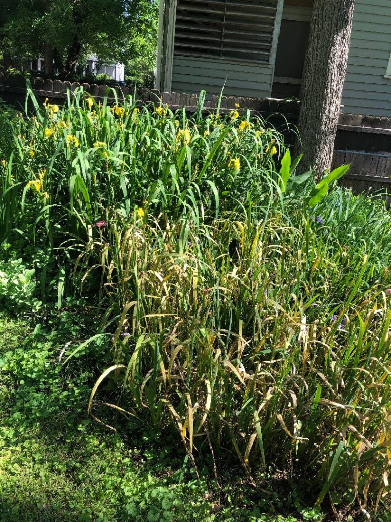 Iris leaf spot | Walter Reeves: The Georgia Gardener