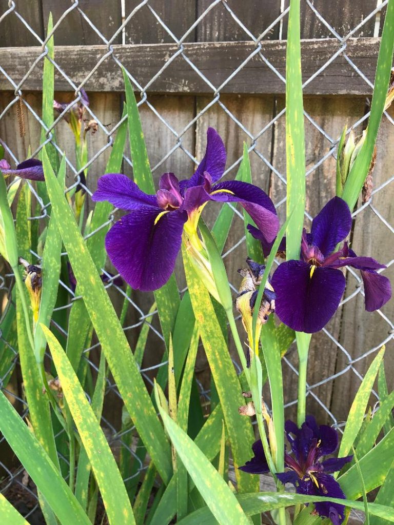 Iris leaf spot 4 | Walter Reeves: The Georgia Gardener