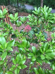 T1po4D2PHQ7k | Walter Reeves: The Georgia Gardener