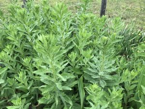 Y1yf6KaFeGPu | Walter Reeves: The Georgia Gardener
