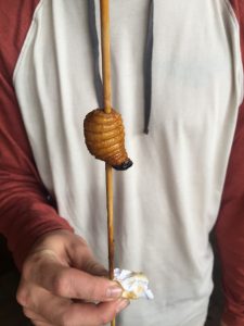 grubs 2 | Walter Reeves: The Georgia Gardener