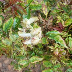 hgCSqQso2Vmx | Walter Reeves: The Georgia Gardener