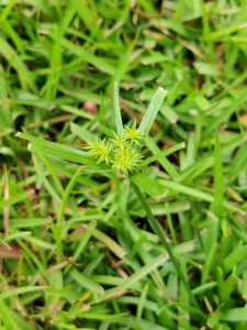 auMQV_32vgol | Walter Reeves: The Georgia Gardener