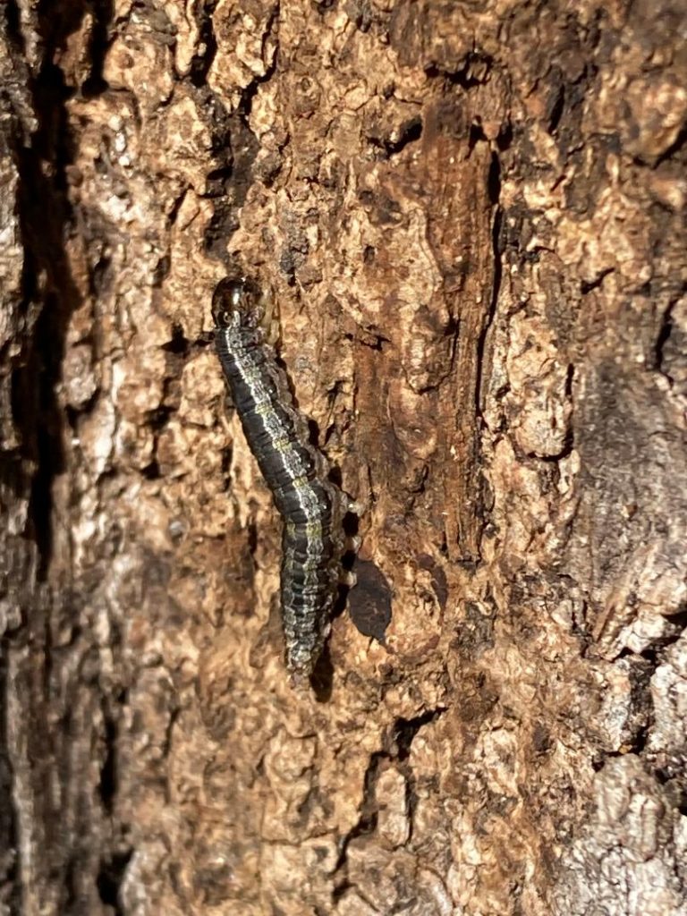 Black Dotted Brown Moth Caterpillars Eat Oak Leaves Walter Reeves The Georgia Gardener