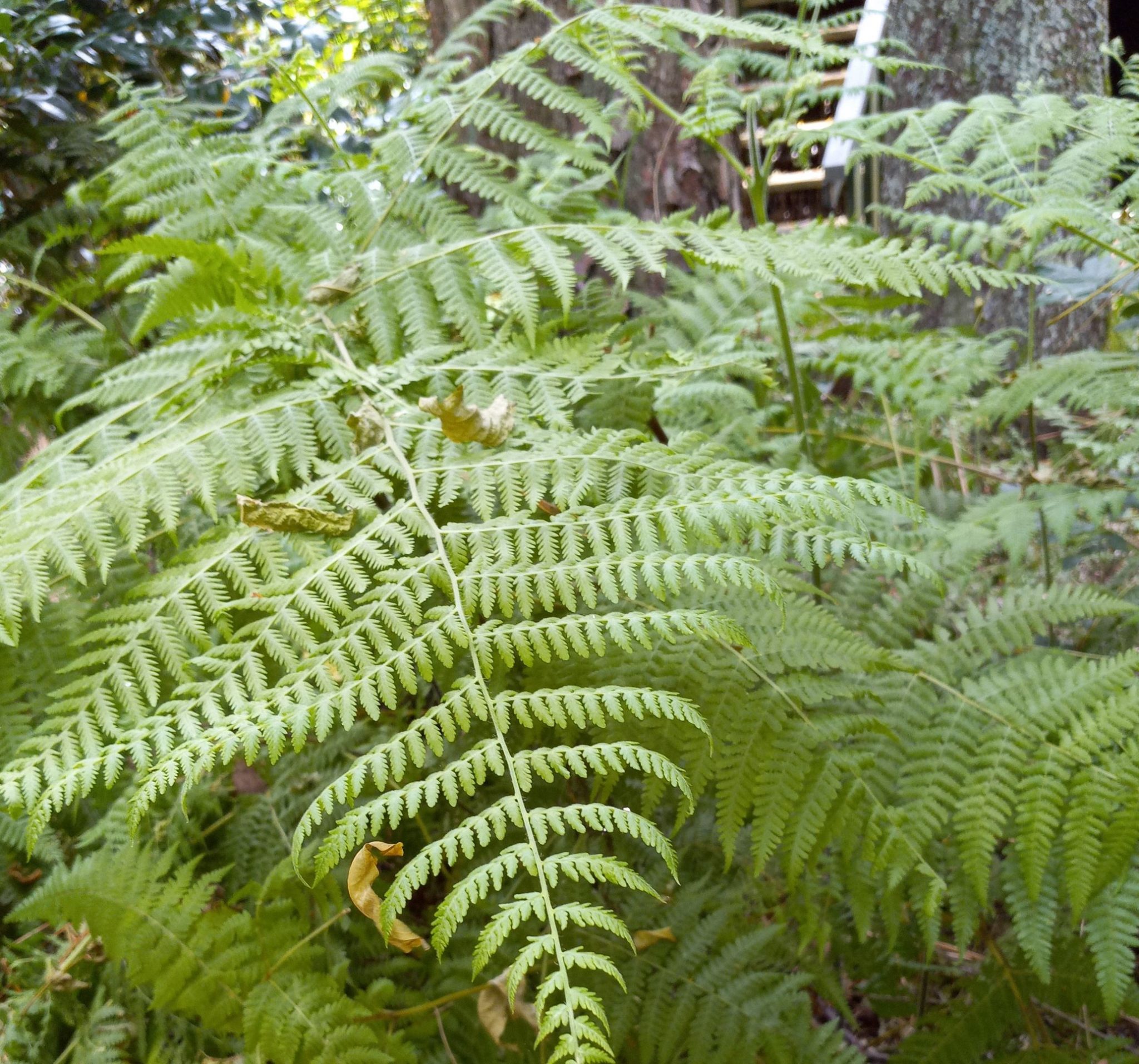 Bracken fern identification and control Walter Reeves The