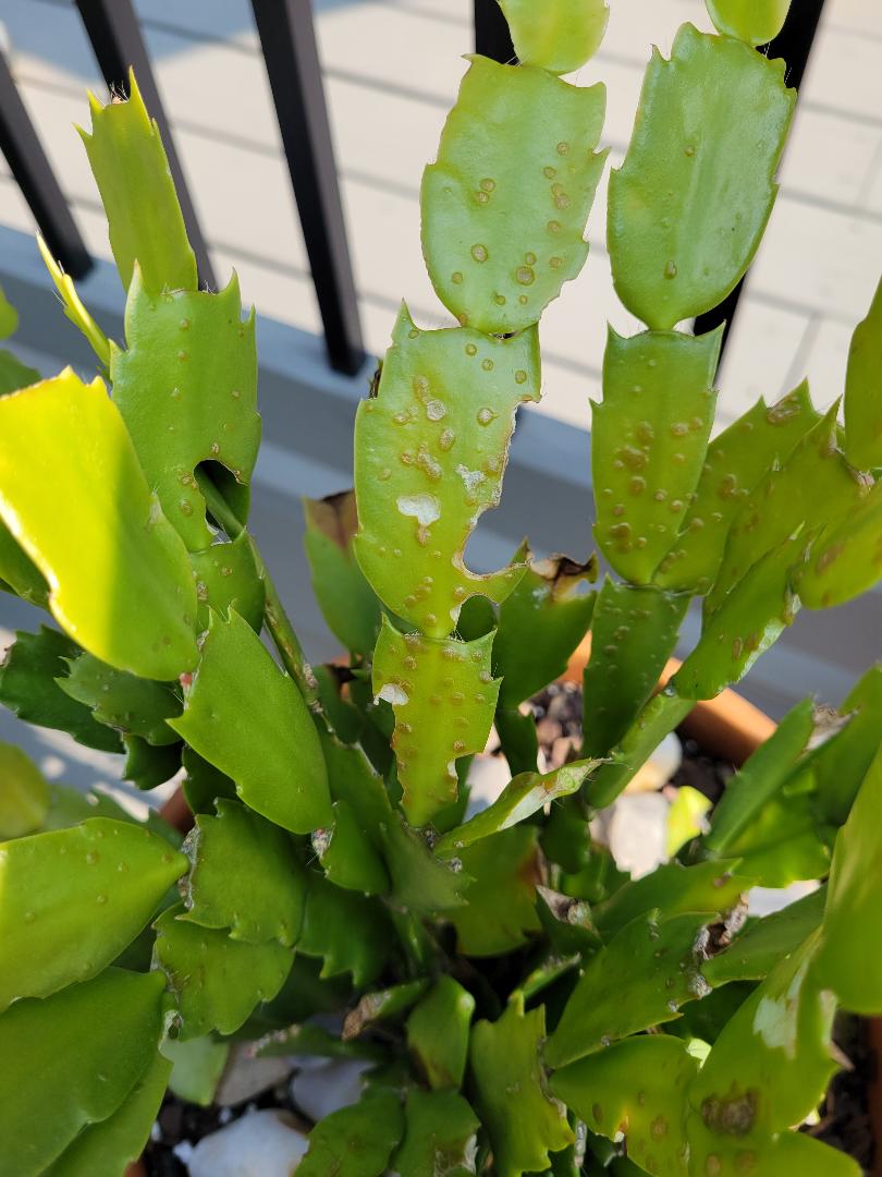 Blisters on Christmas cactus leaves caused by overwatering Walter Reeves The Gardener