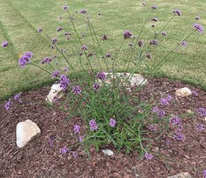 LjTuzmFWEpPs | Walter Reeves: The Georgia Gardener