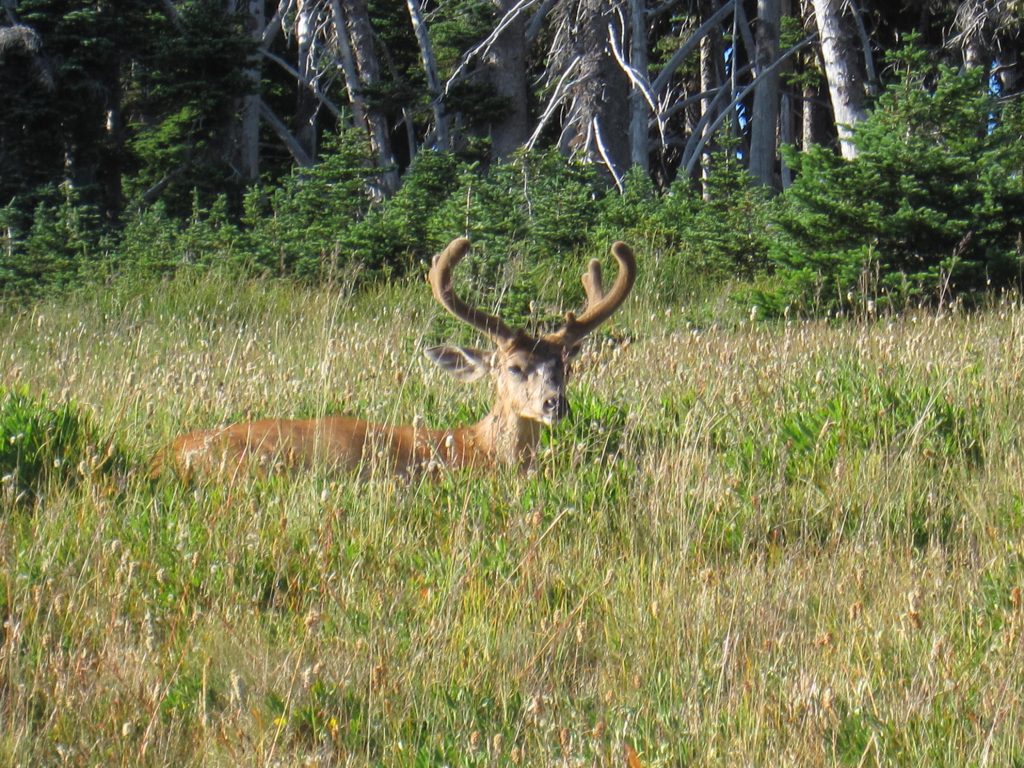 native plants deer-resistant