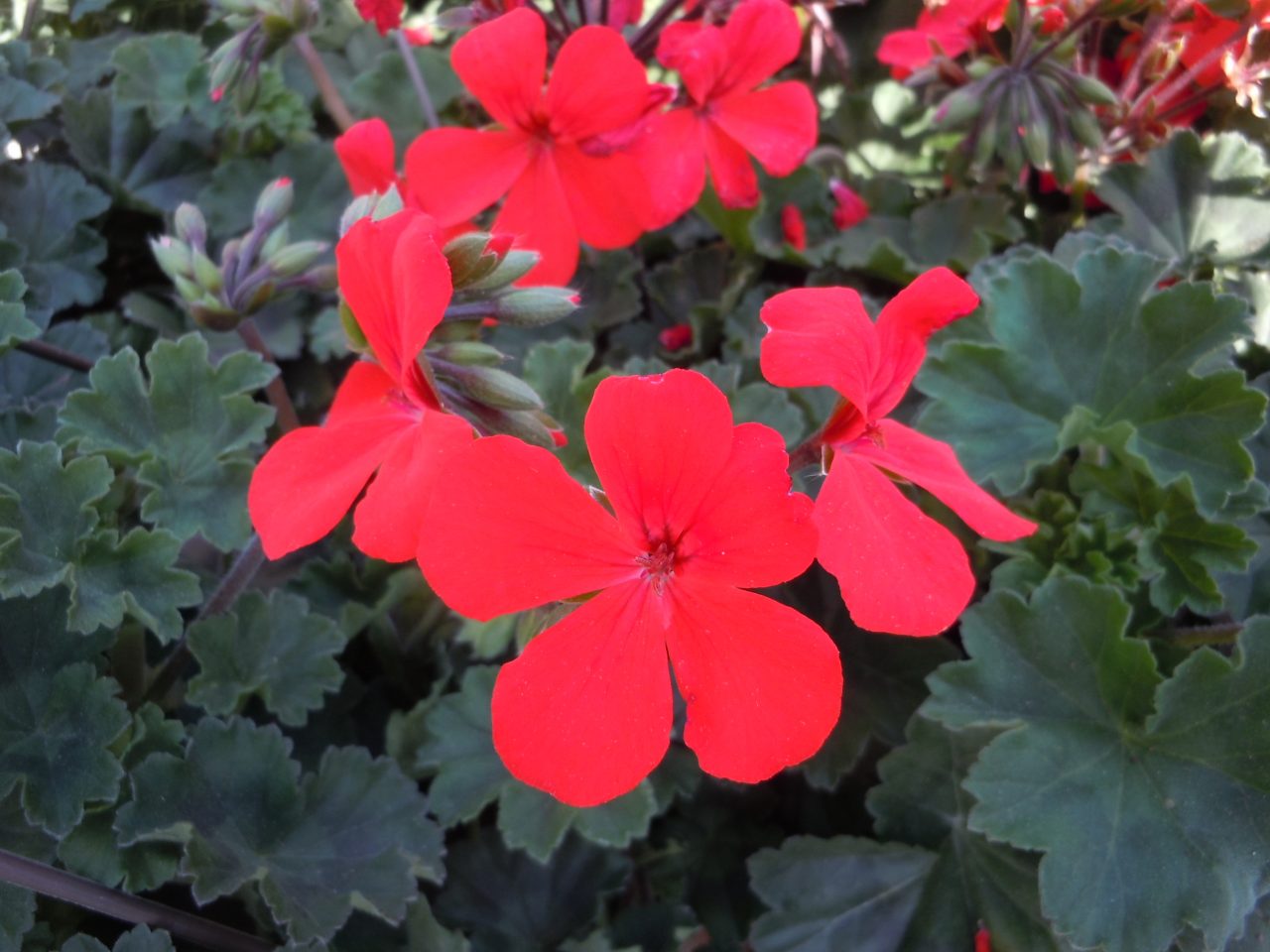 plants that repel centipedes