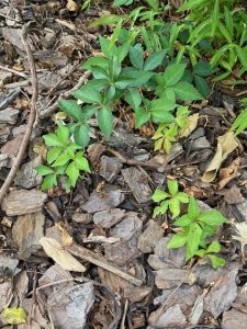Virginia creeper skin rash 3 | Walter Reeves: The Georgia Gardener