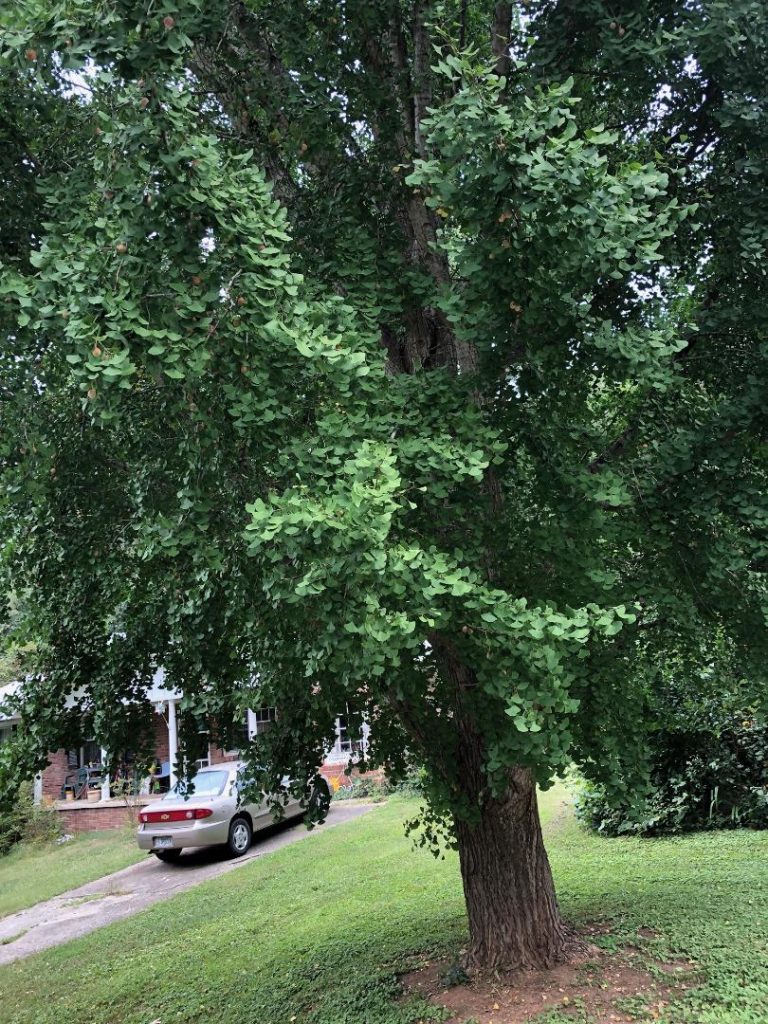 not growing