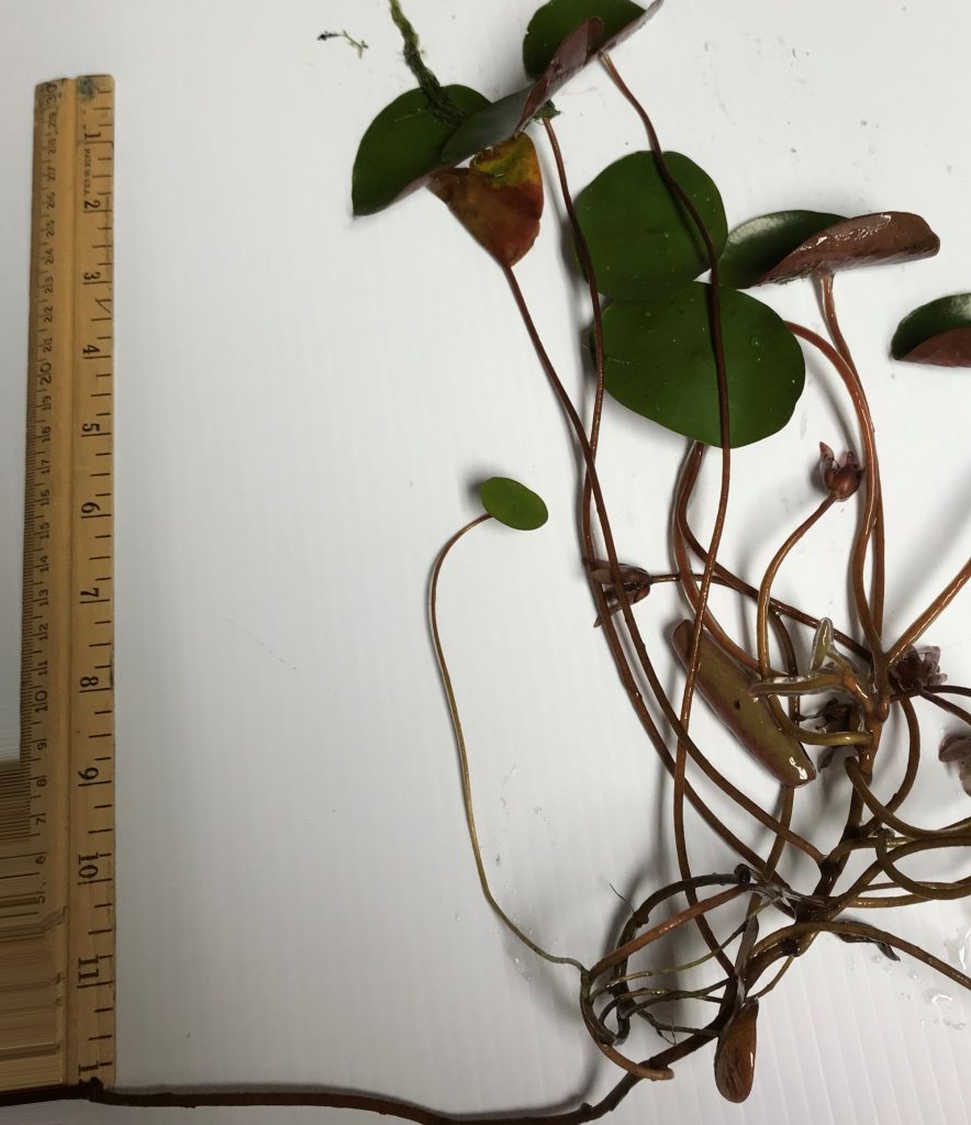 water shield 1 | Walter Reeves: The Georgia Gardener