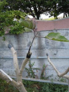 eggplant grafted 3 | Walter Reeves: The Georgia Gardener