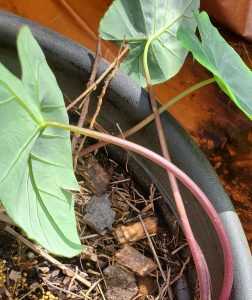 bilfj8crWdGq | Walter Reeves: The Georgia Gardener
