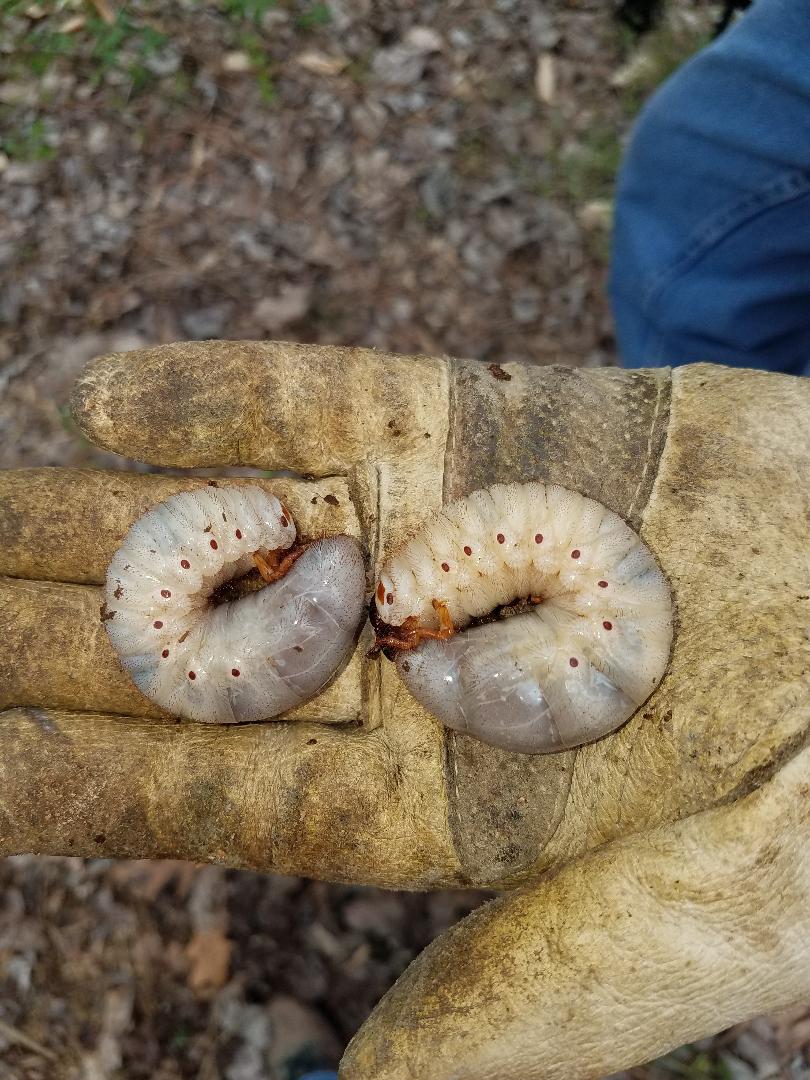 Hercules beetle grub – Large size  Walter Reeves: The Georgia Gardener