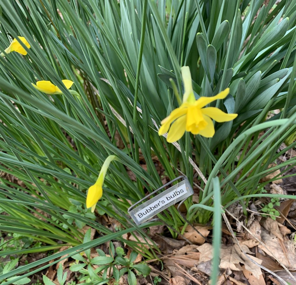 daffodil jonquil 2 | Walter Reeves: The Georgia Gardener
