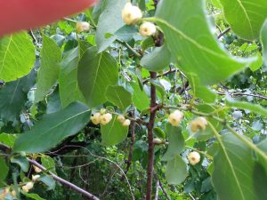 d68moZGBgATj | Walter Reeves: The Georgia Gardener