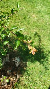 KJdsTiw2bC_Q | Walter Reeves: The Georgia Gardener