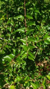 flVSN1smDnHt | Walter Reeves: The Georgia Gardener