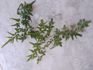 wyg4SuvEs6qO | Walter Reeves: The Georgia Gardener