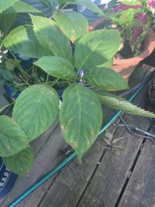 0cZOdLxYyB_k | Walter Reeves: The Georgia Gardener