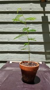 Gf8_iMy6YP0K | Walter Reeves: The Georgia Gardener