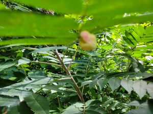 UQJORS1ynvT3 | Walter Reeves: The Georgia Gardener