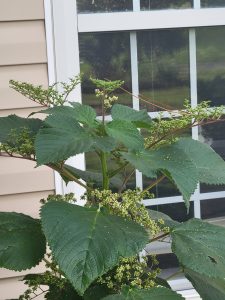 ojbmB6KLN0zX | Walter Reeves: The Georgia Gardener