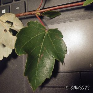 vdHl536T7foV | Walter Reeves: The Georgia Gardener