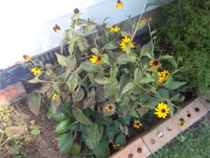 1BCVEyTjW6fg | Walter Reeves: The Georgia Gardener