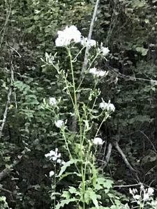 QCovWsLMFK2Z | Walter Reeves: The Georgia Gardener
