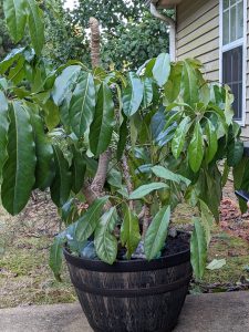 WmIfFTiaM8qB | Walter Reeves: The Georgia Gardener