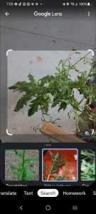 YyVxmaKiHtBf | Walter Reeves: The Georgia Gardener