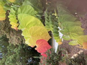 ltwpGf82o9ek | Walter Reeves: The Georgia Gardener