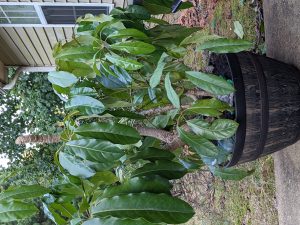 sZtnTqpJBfy8 | Walter Reeves: The Georgia Gardener