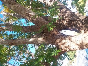 W4_knNaKtpOv | Walter Reeves: The Georgia Gardener