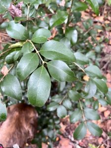 gCnZlyJIEx3W | Walter Reeves: The Georgia Gardener