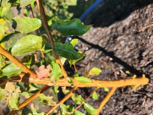 hK3YD1IB4NvQ | Walter Reeves: The Georgia Gardener