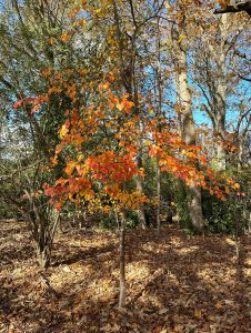 2nxwQgzFVYOo | Walter Reeves: The Georgia Gardener