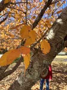 8hvOLWB5aJCp | Walter Reeves: The Georgia Gardener
