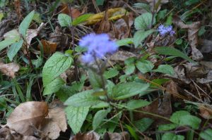 GRfhNrtAqdLp | Walter Reeves: The Georgia Gardener
