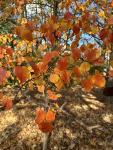 R7wKSGdWXL3C | Walter Reeves: The Georgia Gardener