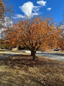 TqmFe1rKNtVk | Walter Reeves: The Georgia Gardener