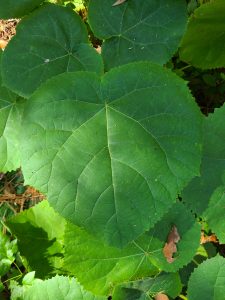 EqoSumknt_90 | Walter Reeves: The Georgia Gardener