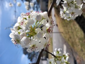 bq0dkxsPFAIm | Walter Reeves: The Georgia Gardener