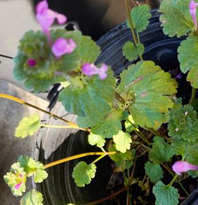 uA5eQZmt0X_L | Walter Reeves: The Georgia Gardener