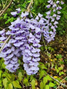 N_4MJQZChpdG | Walter Reeves: The Georgia Gardener