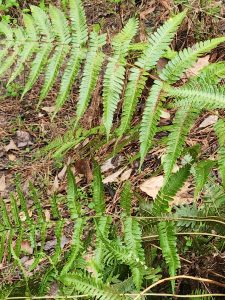 mDehVtvT0NW9 | Walter Reeves: The Georgia Gardener